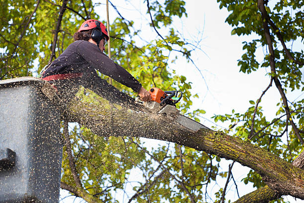 Best Tree and Shrub Care  in Flint, MI