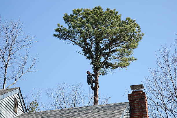 Best Tree Preservation Services  in Flint, MI